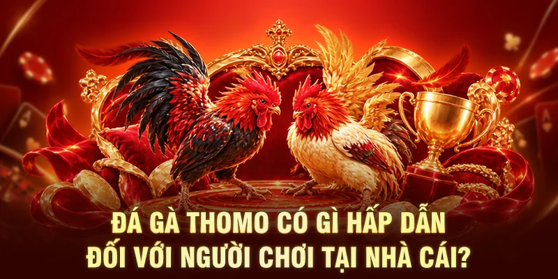 Đá gà Thomo có gì hấp dẫn đối với người chơi tại nhà cái?